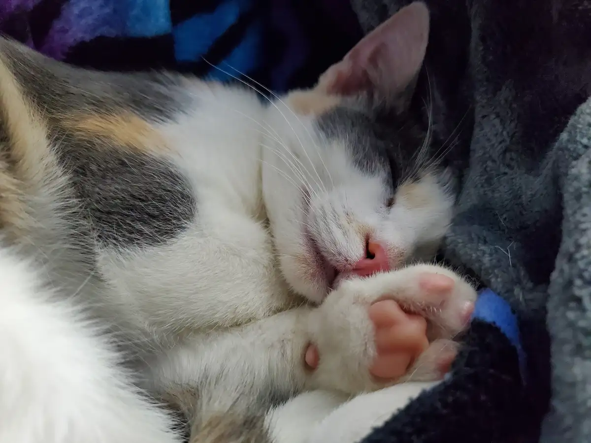 Jasmine's Adorable Toe Beans Stealing Hearts!