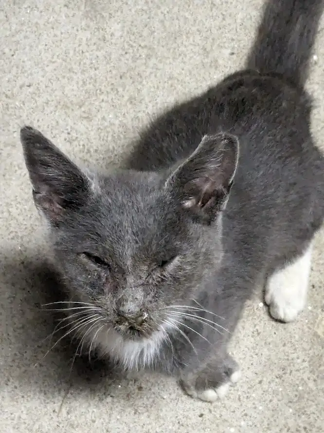 A close-up photo of a gray cat with a white chest and paws, standing on a light-colored textured floor. The cat's eyes are…