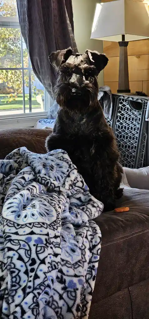 A black schnauzer sits upright on a brown couch, looking directly at the camera with a serious, unimpressed expression. A…