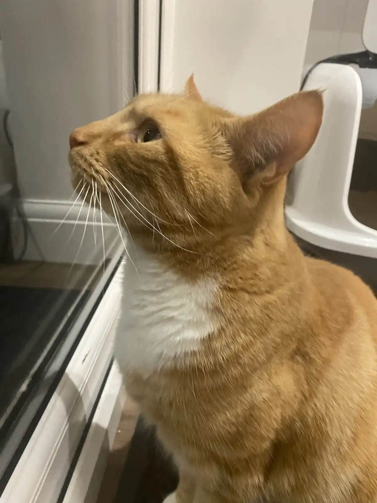 An orange tabby cat with a white chest is looking upward with an intense, focused gaze, seemingly staring at something above…