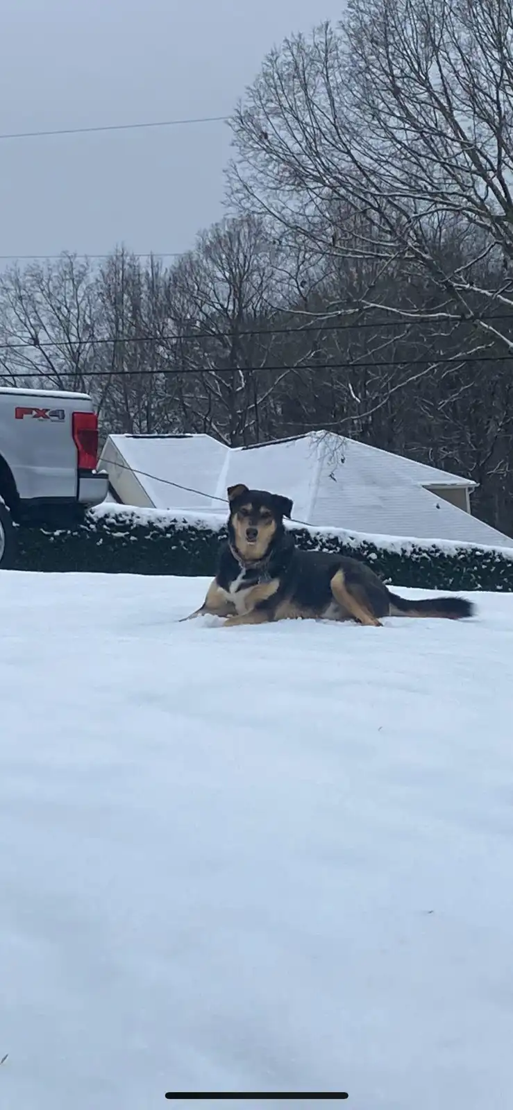 A black and tan dog with a white chest lies in deep snow, looking directly at the camera with a slightly confused or…