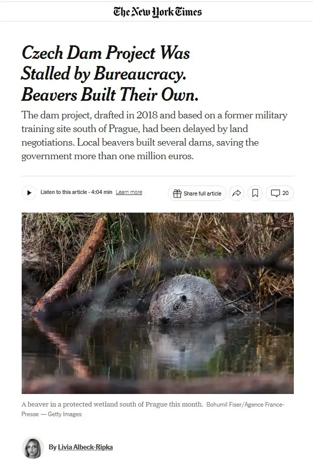 A screenshot of a New York Times article headline about beavers building dams in the Czech Republic, which saved the…