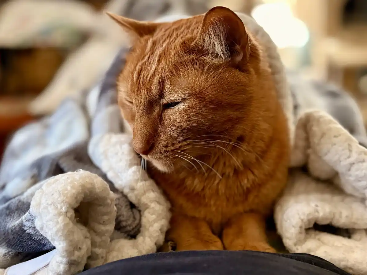A close-up photo of a ginger cat with half-closed eyes, looking sleepy and content while nestled in a soft, textured gray…