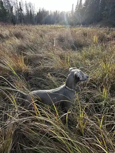 A sleek grey weimaraner dog stands alert in tall, sunlit grass with a forest in the background. The dog is looking off to…