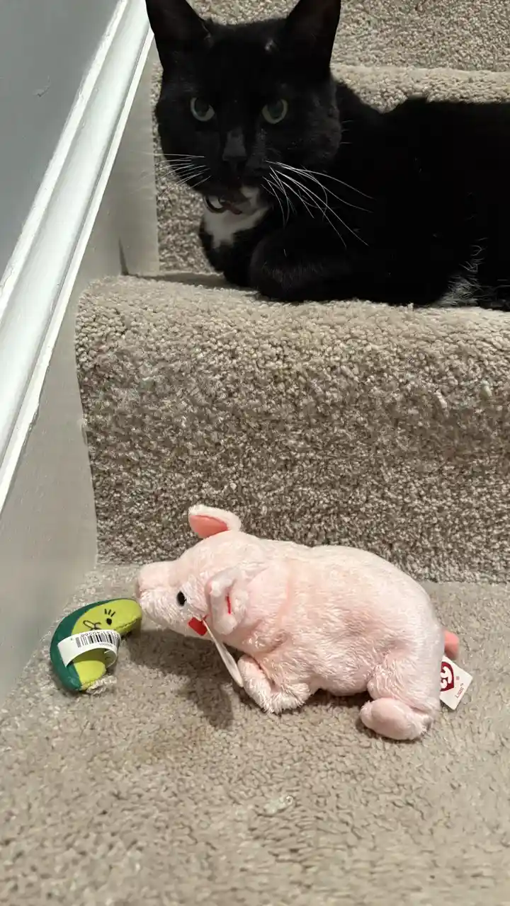 A black cat with a white chest and collar lies on a carpeted staircase, staring intently at a pink plush pig toy and a green…
