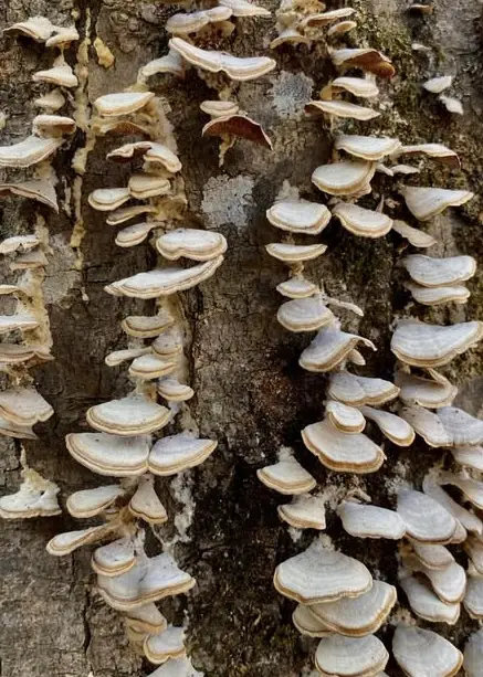 A close-up photograph of numerous light-colored, shelf-like fungi growing in dense clusters on the rough, textured bark of a…