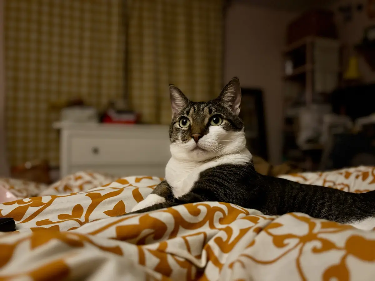 A tabby and white cat with wide, unblinking green eyes stares directly at the camera while lying on a rumpled bed with an…