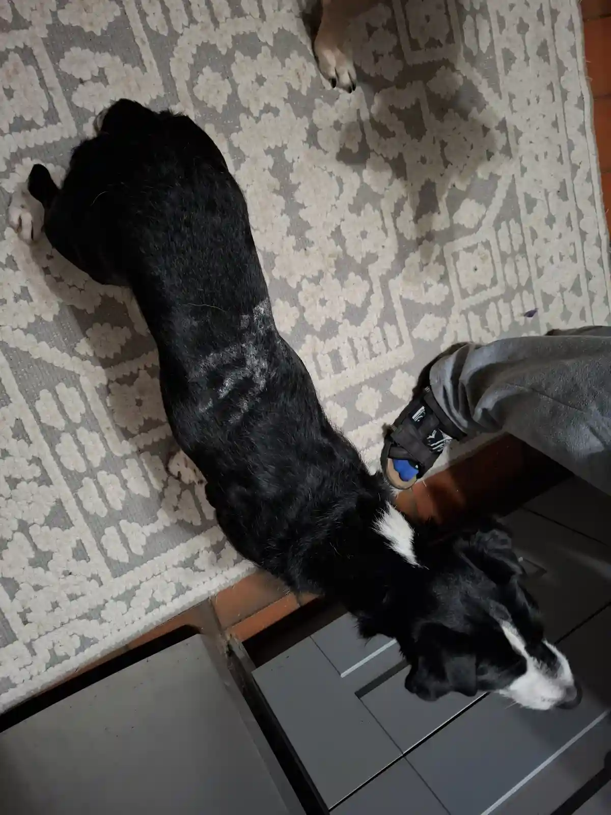 A black and white dog is stretched out on a patterned rug, its head resting on a grey tiled floor near a person's foot…