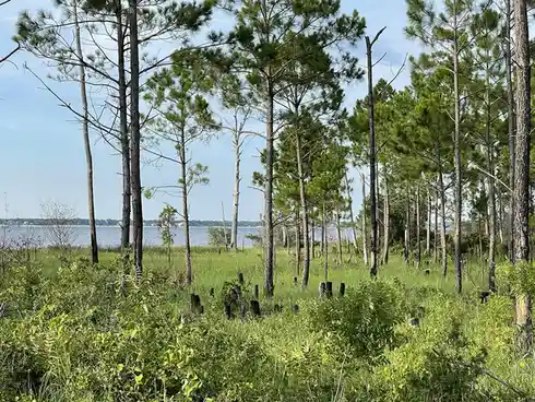 A photo of a grassy, wooded area with tall pine trees and a body of water in the background, overlaid with the text 'i'm not…