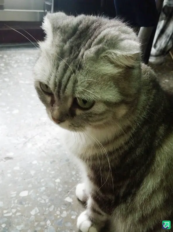 A close-up photo of a gray tabby cat with a grumpy, unimpressed expression, looking down and to the side. The cat has folded…