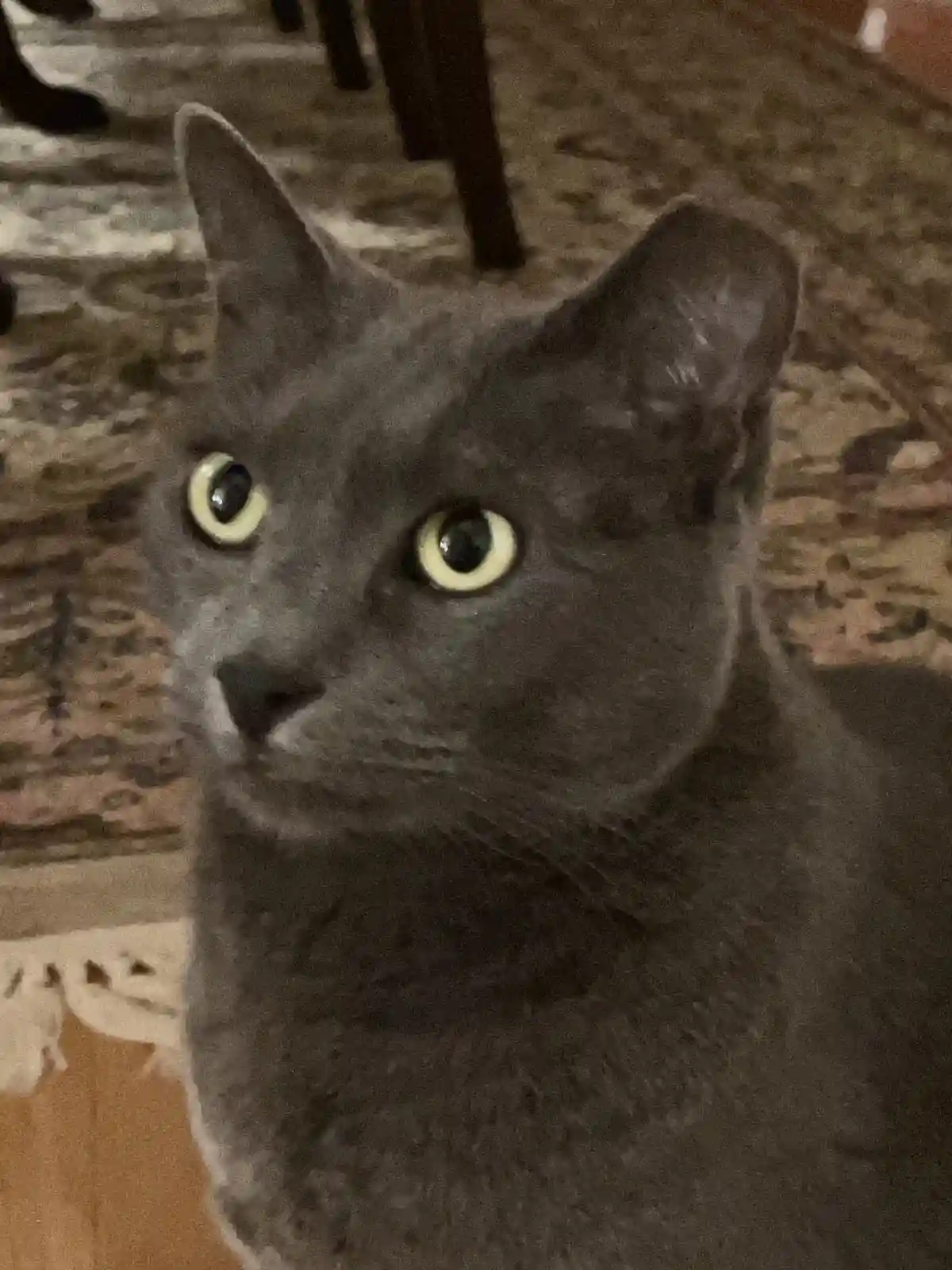 A close-up photo of a gray cat with large, bright yellow-green eyes staring intently at the camera, set against a patterned…