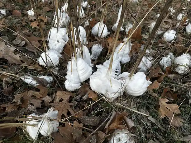 A close-up photo shows numerous white, ice-like formations clinging to dry grass stalks and scattered among brown fallen…