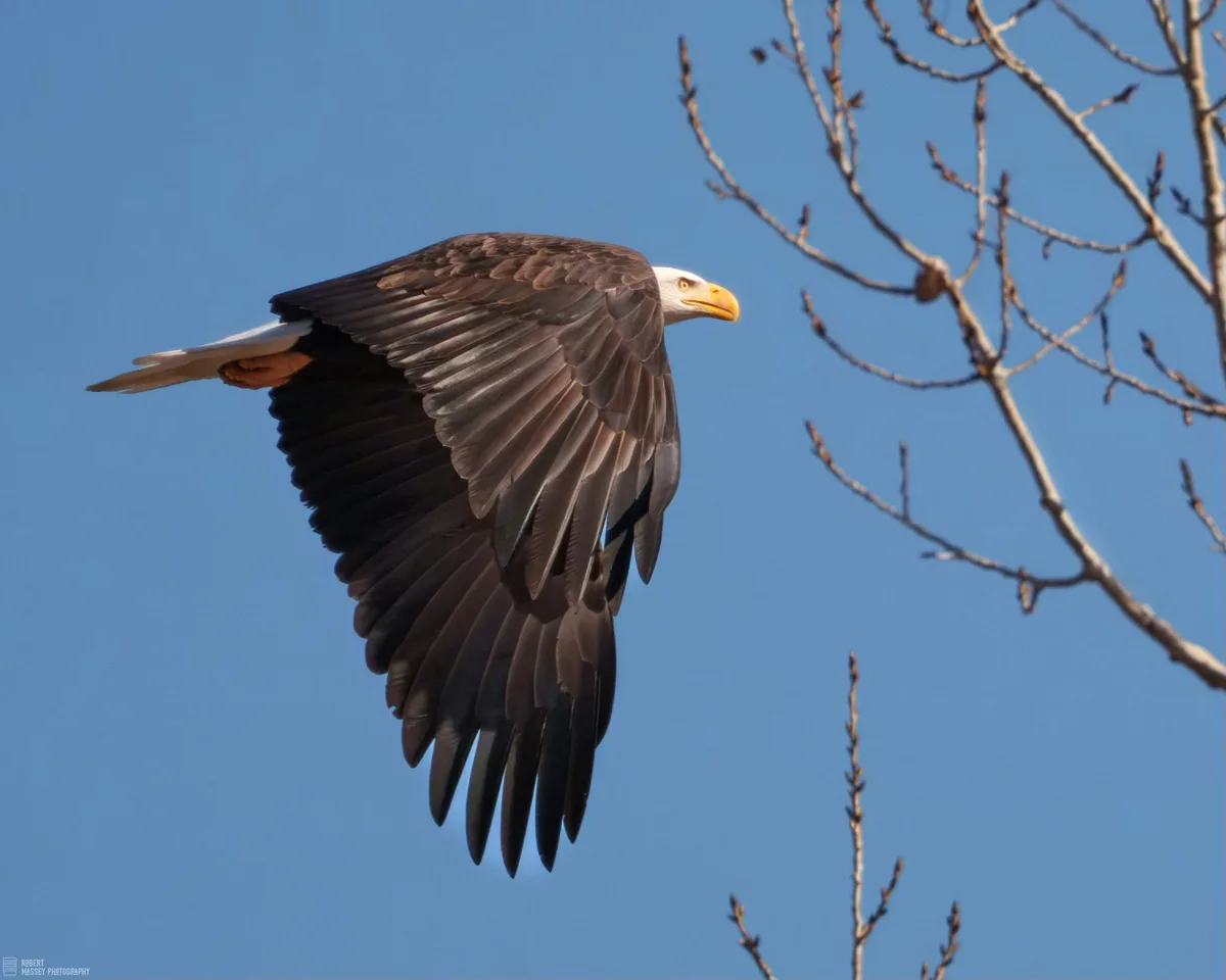 A bald eagle with outstretched wings soars against a clear blue sky, with bare tree branches visible in the upper right…