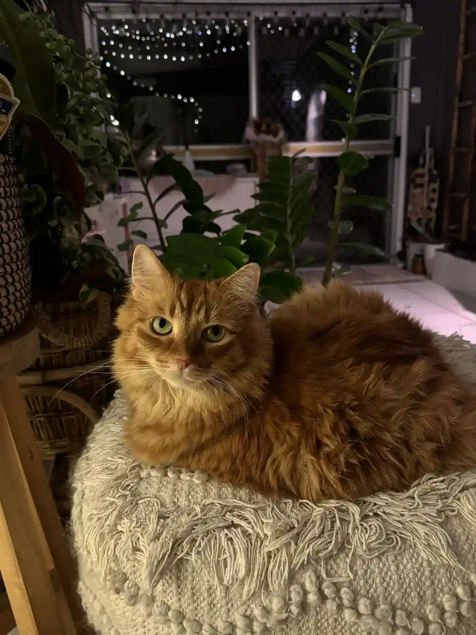 A fluffy orange tabby cat with green eyes sits calmly on a textured white blanket, surrounded by houseplants and string…