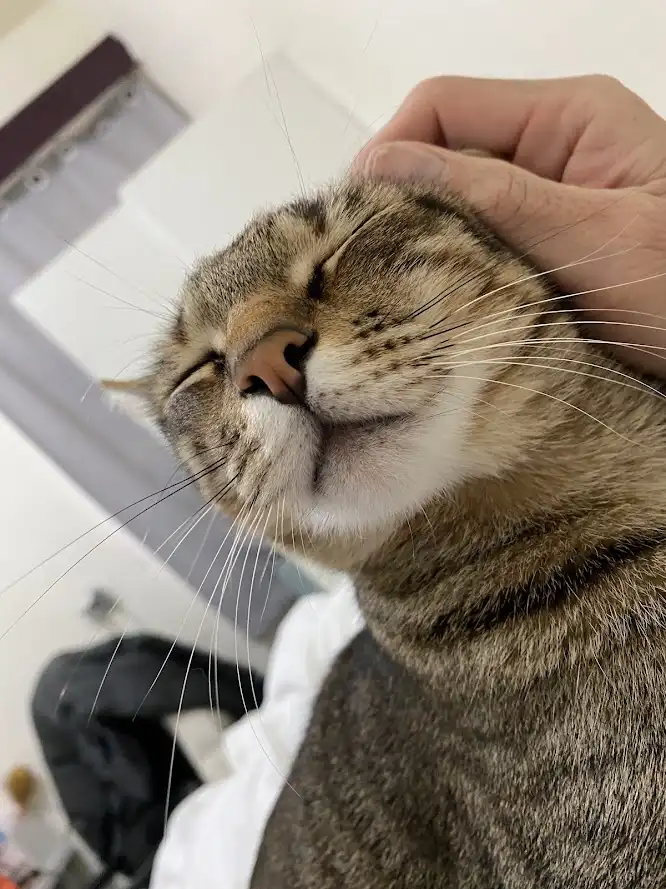 A close-up photo shows a tabby cat with its eyes closed and mouth slightly open, appearing blissfully content as a human…