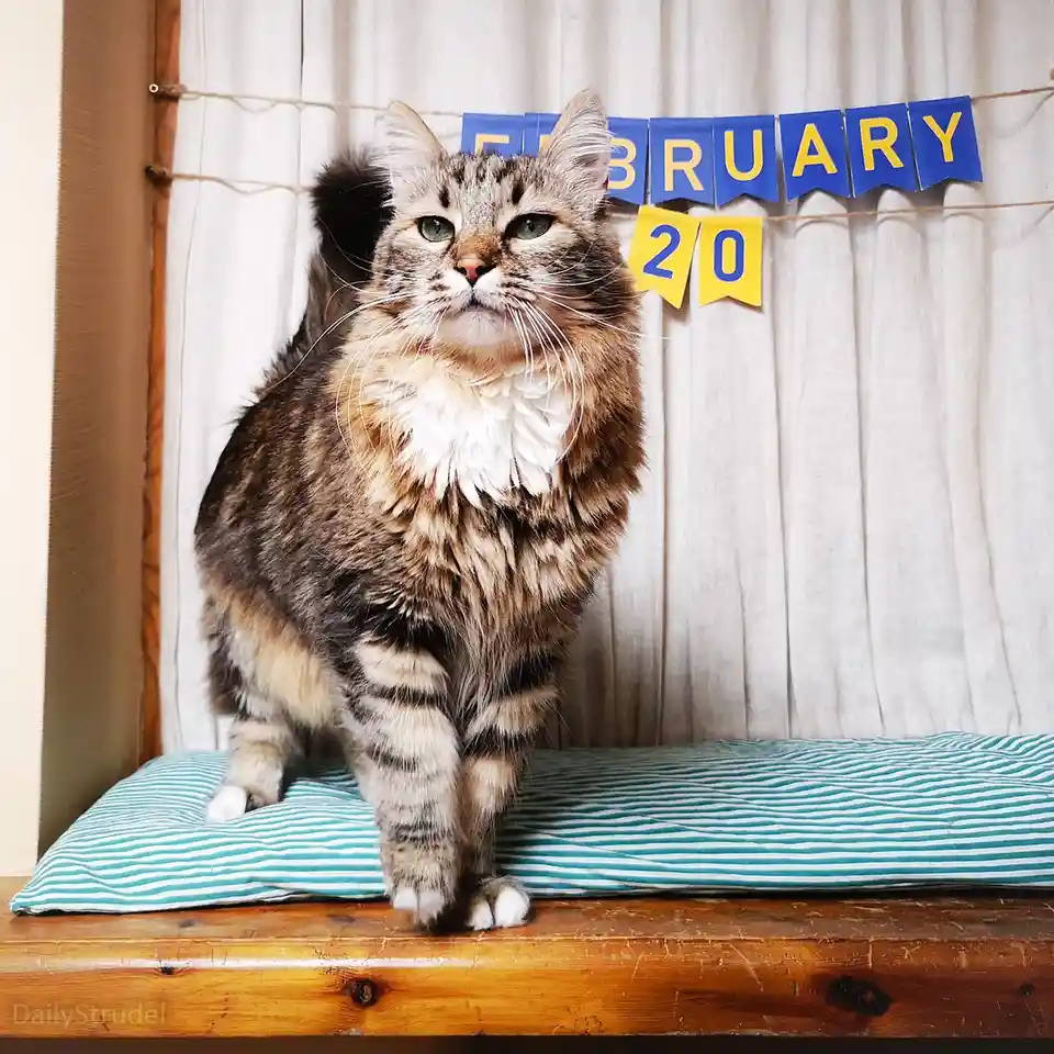 A fluffy tabby cat with a white chest stands on a striped cushion on a wooden surface, looking directly at the camera with a…