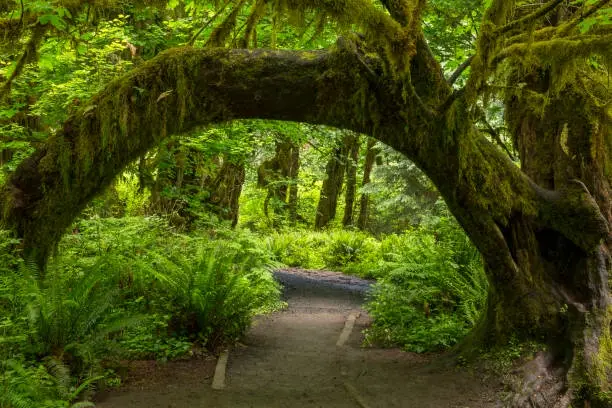 a natural archway formed by a large, moss-covered tree trunk spans a forest path, surrounded by lush green ferns and trees…
