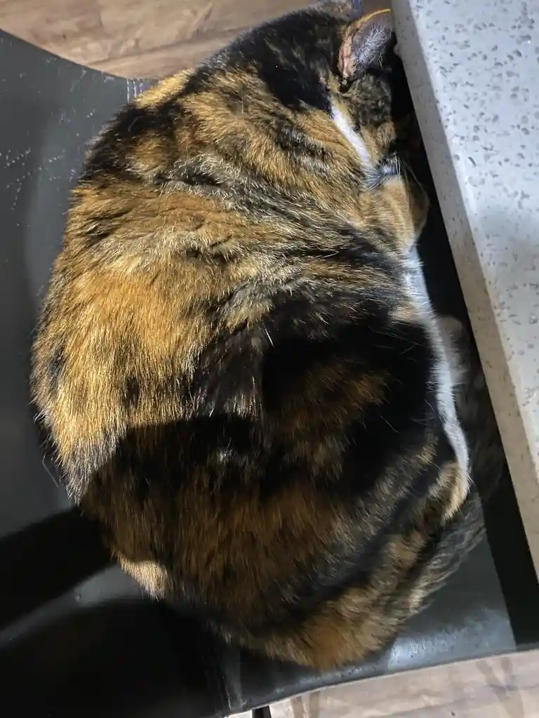 A calico cat is curled up tightly in a black sink, its back to the camera, appearing to be sleeping or resting. The cat's…