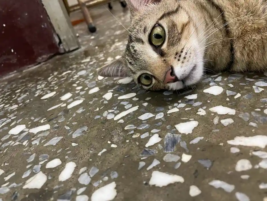 The Cat Chronicles: Mischief and Mayhem