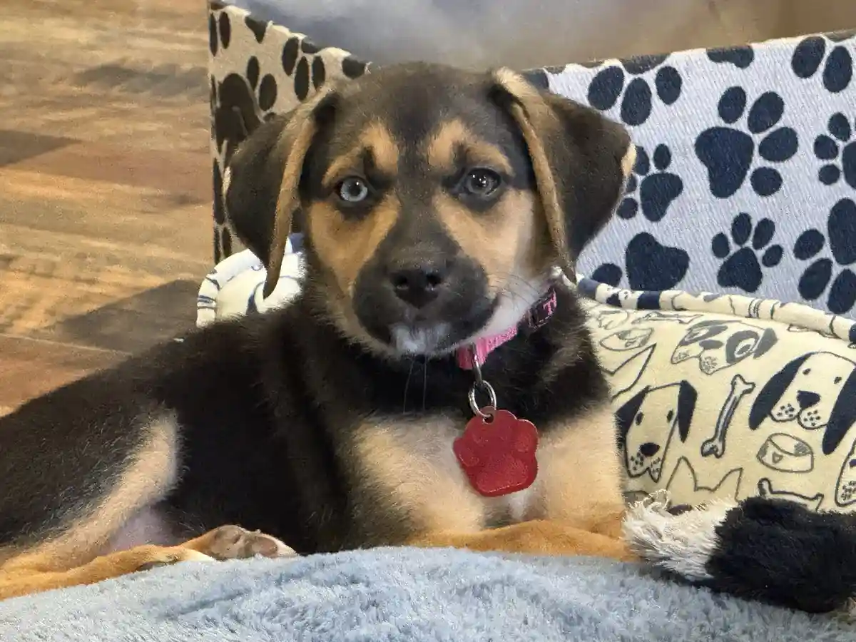 A black and tan puppy with one blue eye and one brown eye lies on a dog-themed blanket, wearing a pink collar with a red…