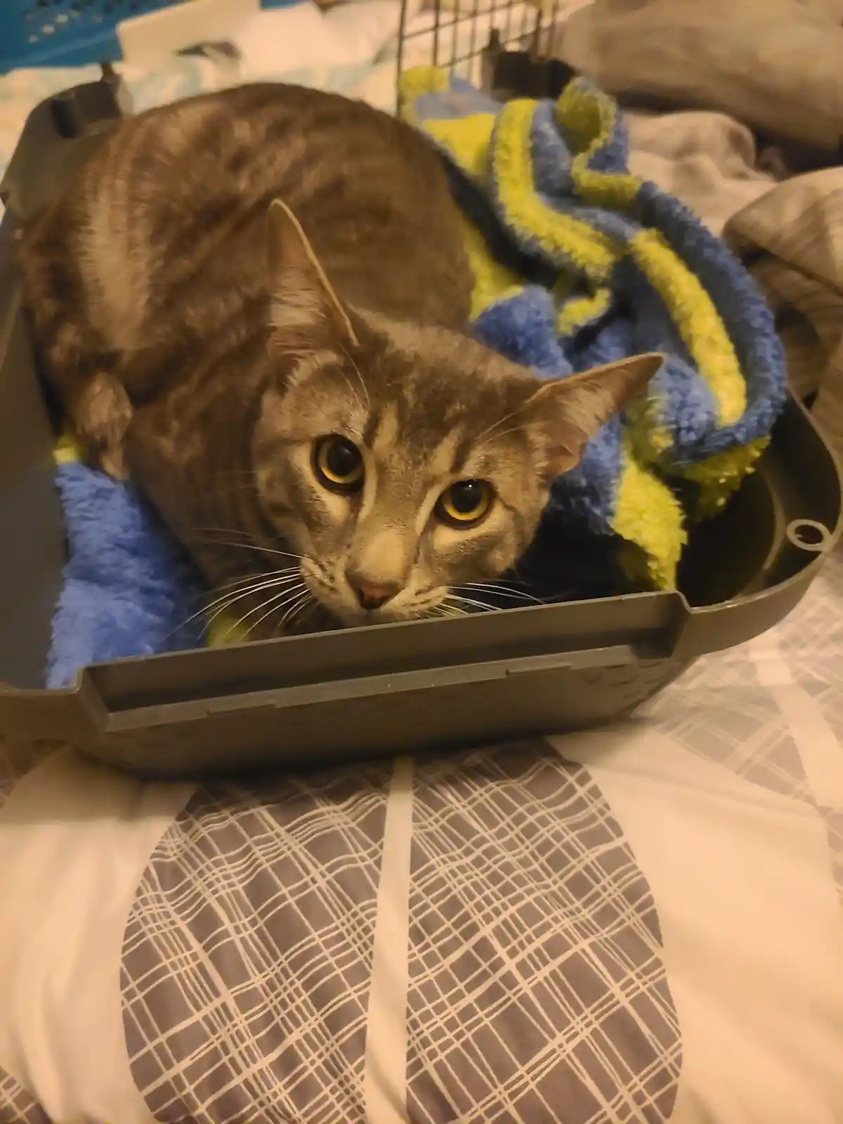 A gray tabby cat with wide, expressive eyes peers out from inside a gray plastic pet carrier lined with a blue and yellow…