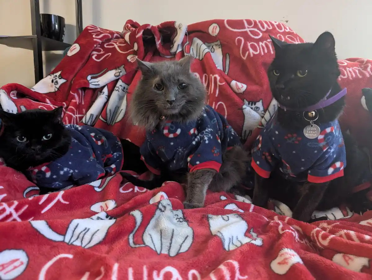 Adorable Cats Rocking Their Festive Christmas Pajamas