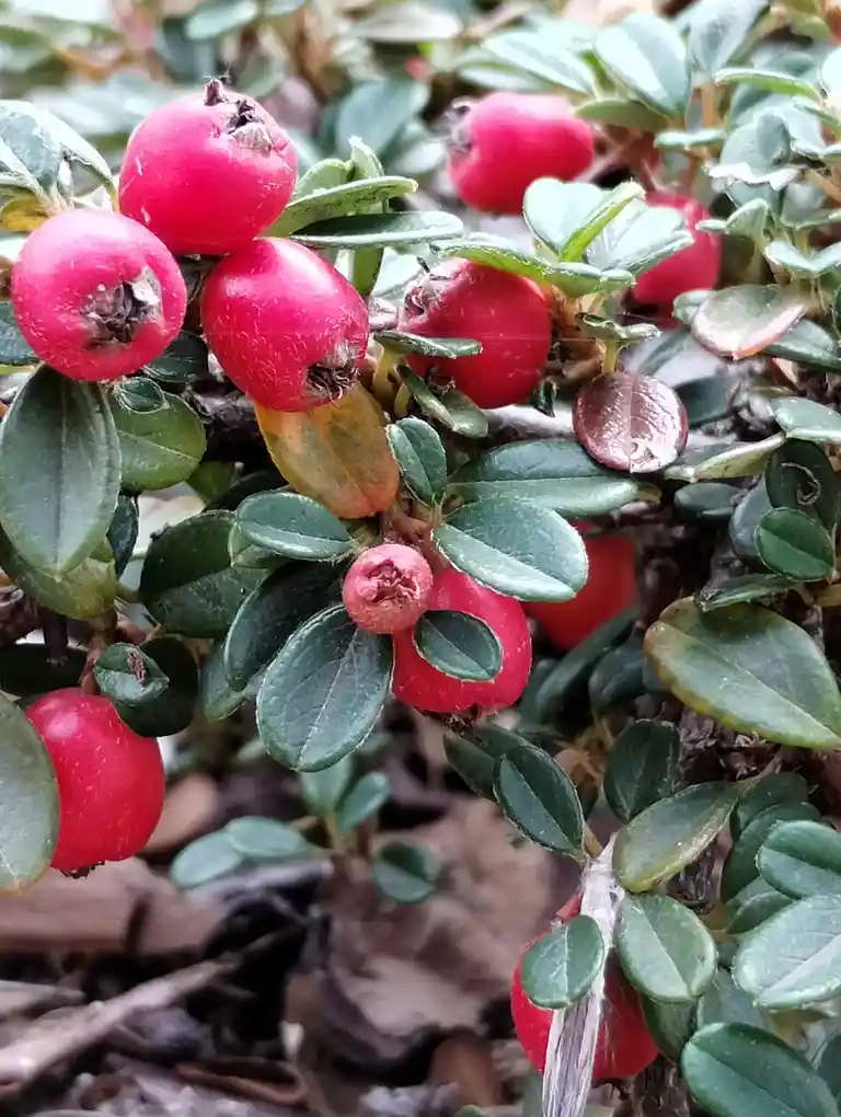 A close-up photo shows a cluster of small, bright red berries growing on a green leafy bush, with some berries appearing…