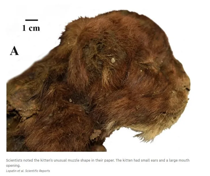 A close-up scientific photograph shows a preserved, mummified kitten head with brown fur, small ears, and a large mouth…
