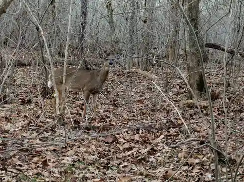 A deer stands alert in a leaf-covered forest, surrounded by bare branches and trees, looking directly at the camera with a…
