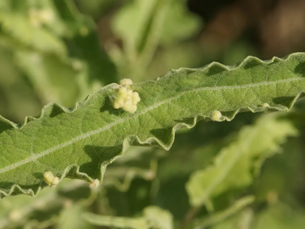 A close-up photograph shows a green, wavy-edged leaf with several small, pale yellowish-green galls or bumps on its surface…