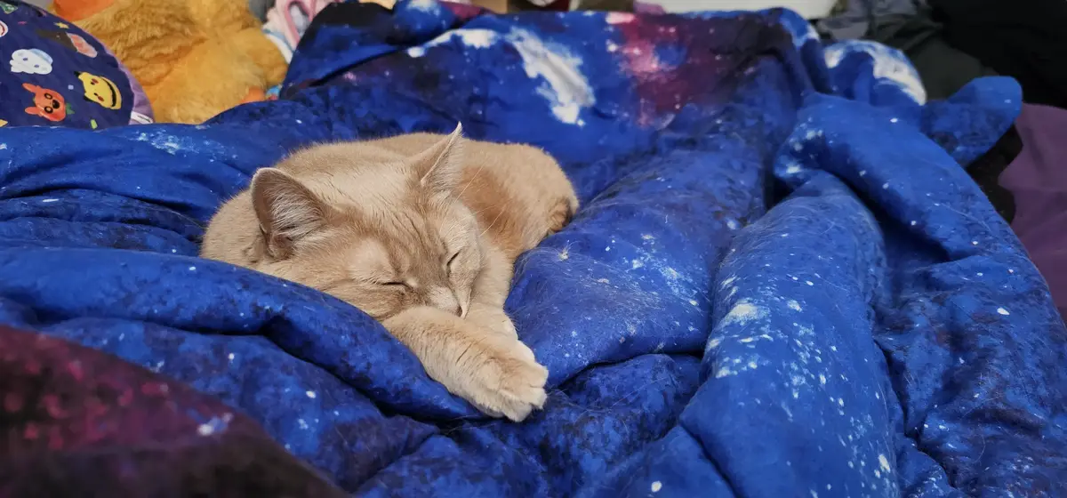 A light brown cat is curled up and sleeping soundly on a blue blanket with a galaxy print, its paw tucked under its face…