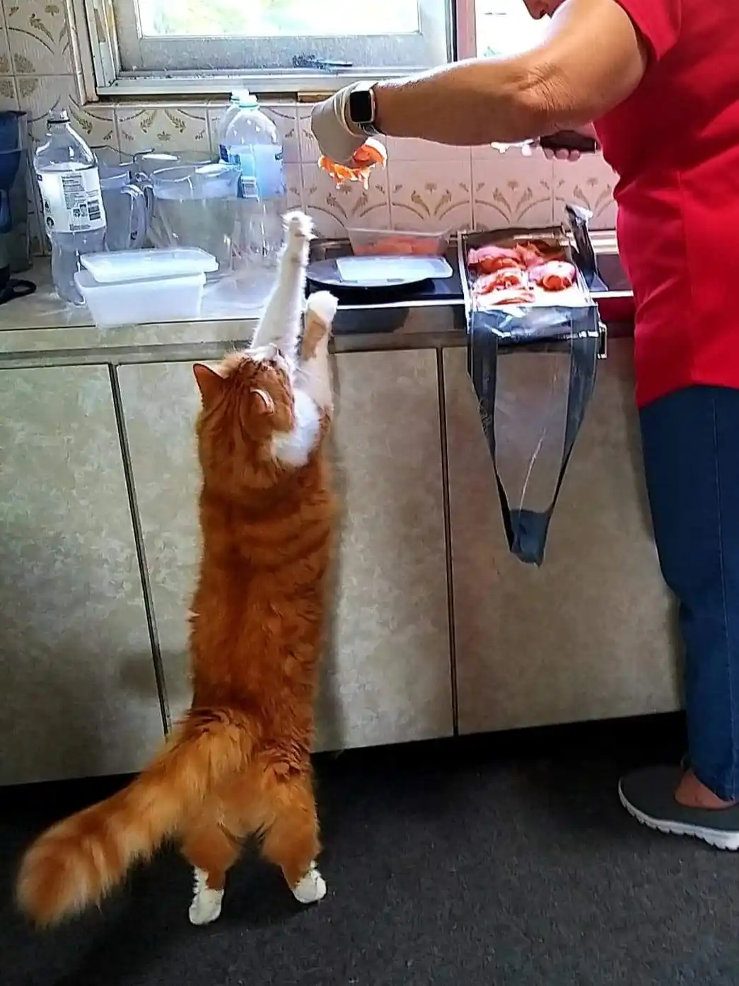An orange and white cat stands on its hind legs, stretching its front paws upward to try and catch a piece of food being…