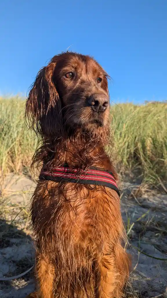 A wet, reddish-brown dog with long, dripping fur sits on sandy ground with tall grass behind it under a clear blue sky. The…