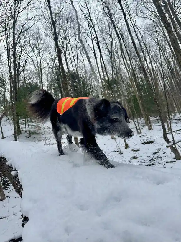 A black and gray dog wearing a bright orange and yellow reflective safety vest walks through a snowy forest, its paws…
