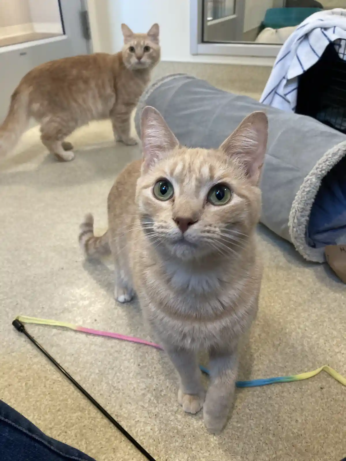 A close-up photo shows a light orange tabby cat with wide, green eyes staring directly at the camera, standing on a speckled…