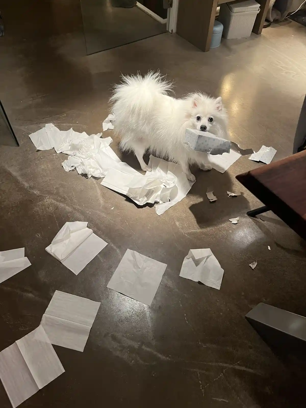 A small, fluffy white dog stands on a dark floor surrounded by torn paper, holding a piece of wrapping paper in its mouth…