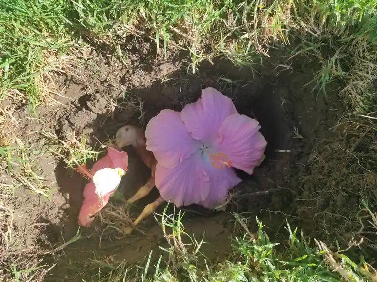 A bird, partially visible in a dug-out hole in grassy earth, is surrounded by pink hibiscus flowers. One large pink flower…