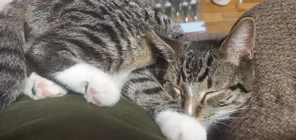 A gray tabby cat with white paws is curled up and sleeping soundly on a brown couch, its eyes closed and body relaxed. The…