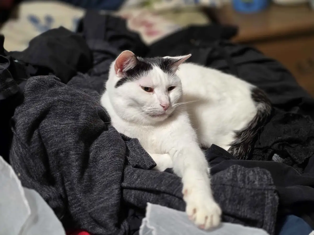 A white cat with black markings lounges atop a pile of dark, rumpled clothes, looking off to the side with a bored…