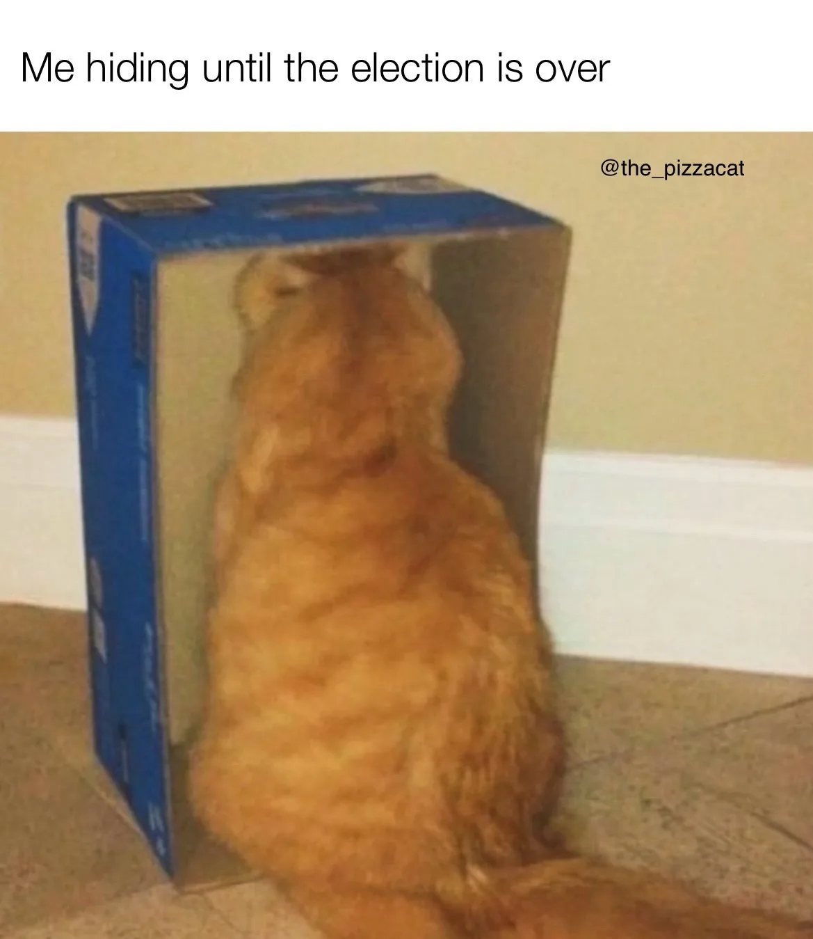 A fluffy orange cat is seen from behind, sitting inside a blue cardboard box on a tiled floor, with its head peeking out…