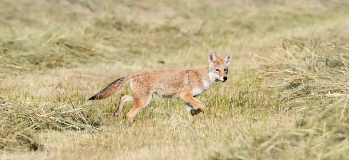 A coyote is captured mid-stride running through tall, dry grass in a field. The animal's body is angled forward, legs…