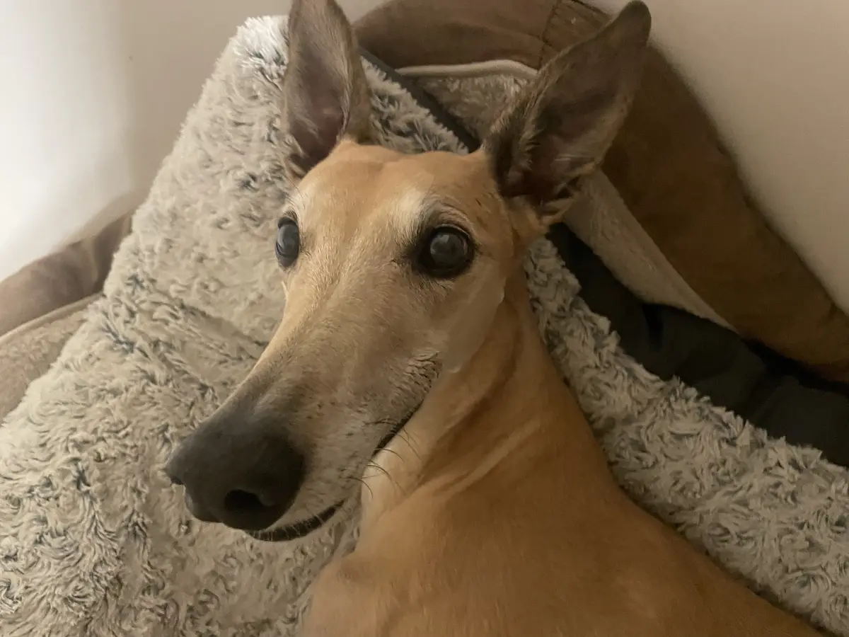 A close-up photo of a tan dog with large, alert ears and dark eyes, resting on a fluffy, light-colored blanket inside a…