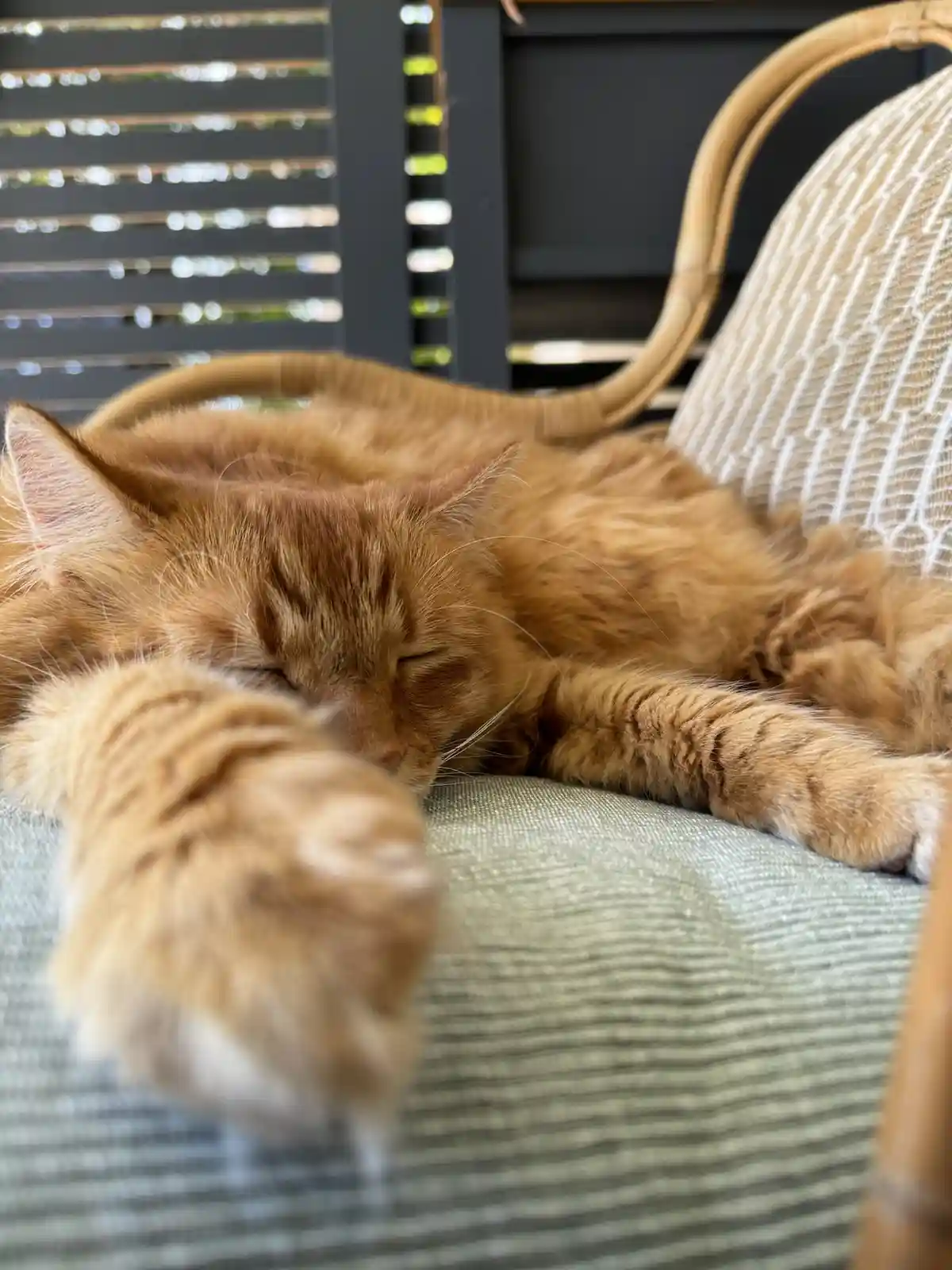 A fluffy orange tabby cat is sleeping soundly on a green-striped cushion of a wicker chair, with its front paw extended…