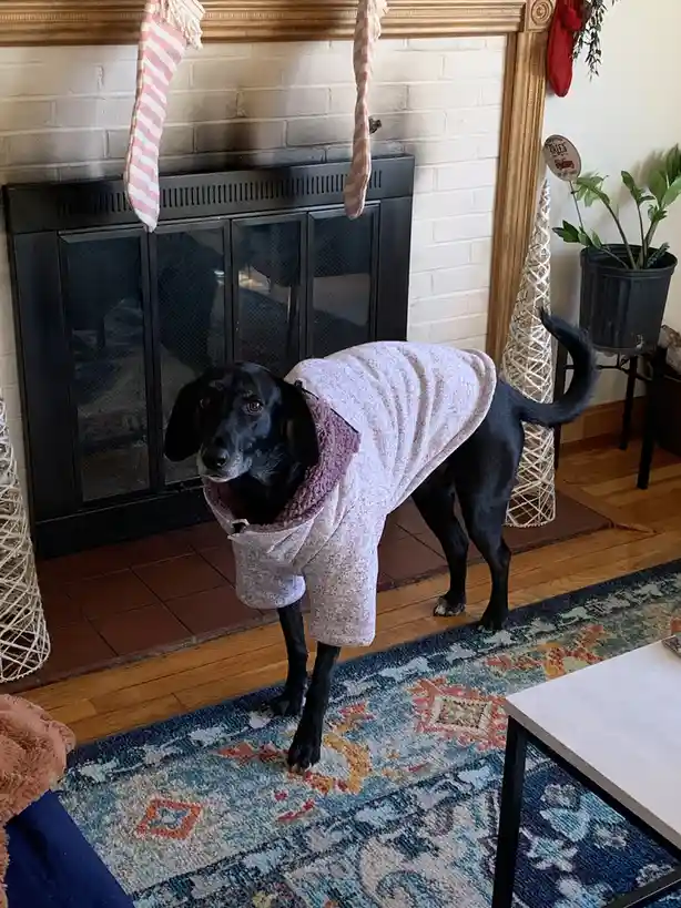 A black dog stands in a living room in front of a fireplace, wearing a light-colored, fuzzy human-style robe with a purple…
