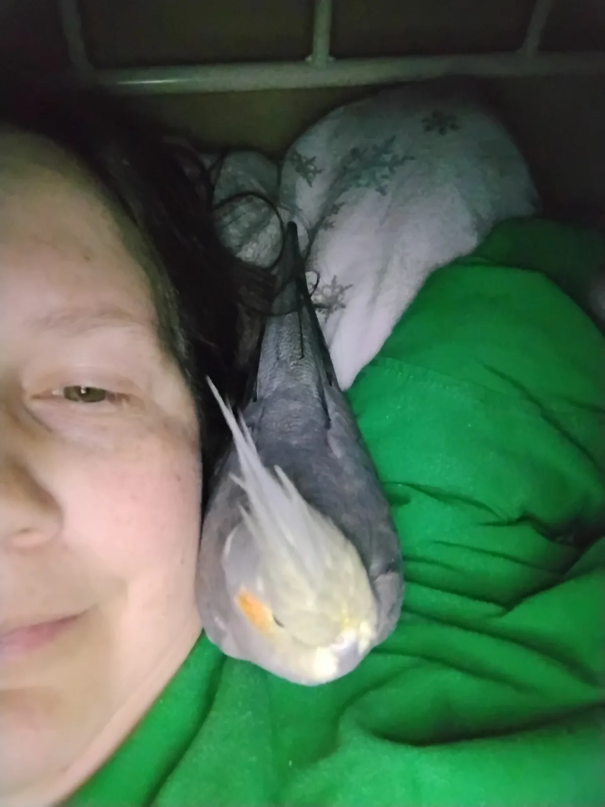 A person in a green shirt lies in bed, partially visible, with a grey cockatiel perched upside down on their head, nestled…