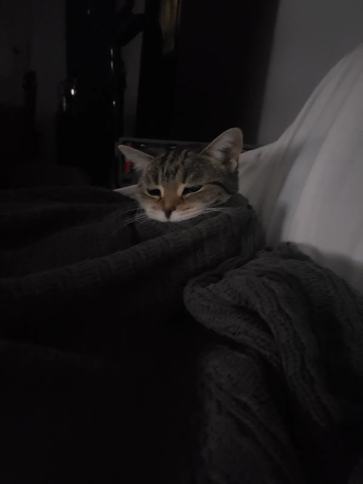 A tabby cat with a white muzzle is nestled under a dark grey knitted blanket on a bed, its eyes half-closed in a sleepy…