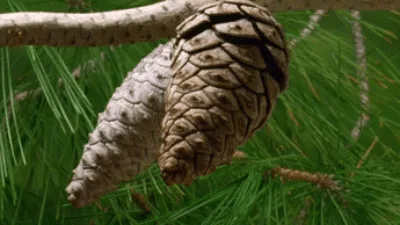 The image shows a sequence of six panels depicting two pine cones hanging from a branch against a backdrop of green pine…