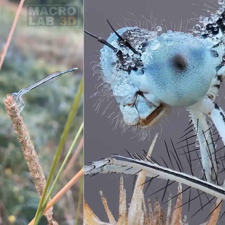 A grid of eight identical macro photos shows a close-up of an insect's face, featuring large blue compound eyes, antennae…