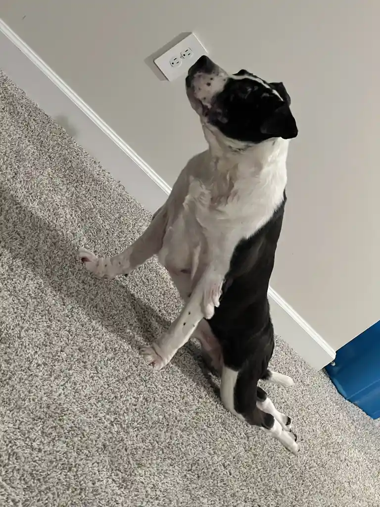 A black and white dog stands on its hind legs on a gray carpet, reaching up with its front paws toward a white wall outlet…