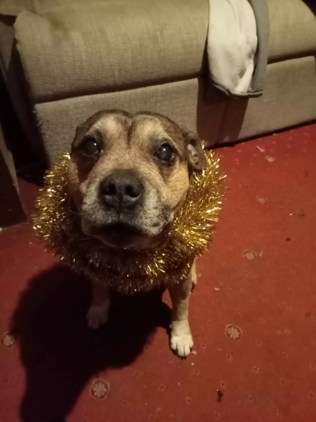 A brown and tan dog with large, expressive eyes sits on a red patterned carpet, looking up at the camera with a slightly sad…